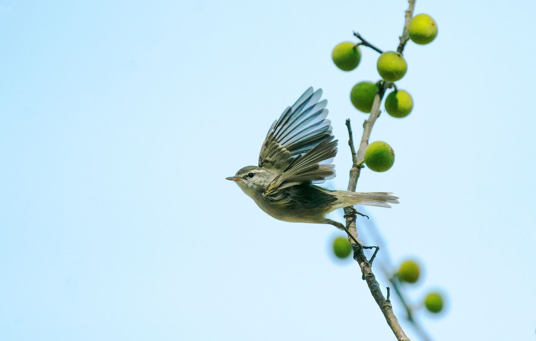 Small olive-green greenish warbler on a leafy branch.