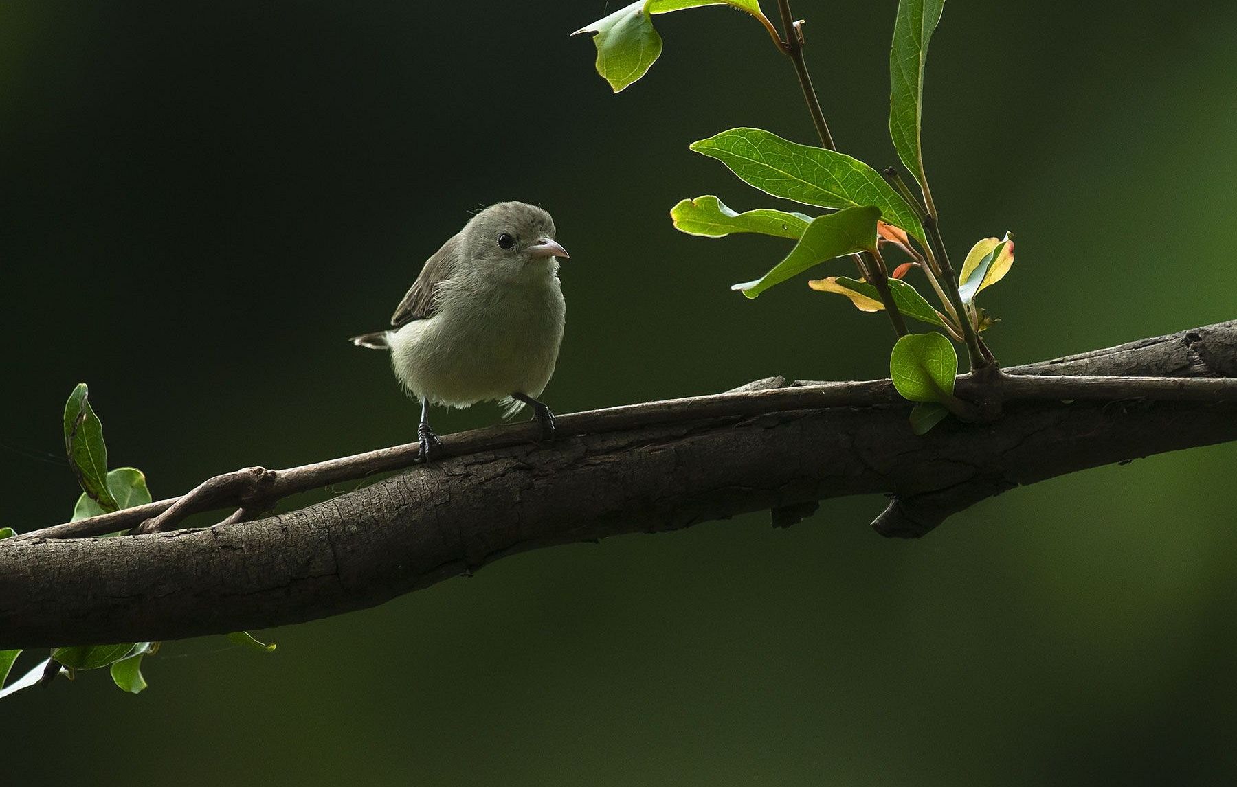 Pale-billed-Flowerpecker