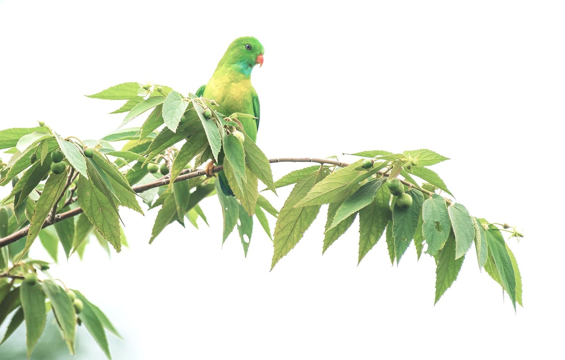 Bright-green parakeet perched on a fruit-laden branch in Coorg