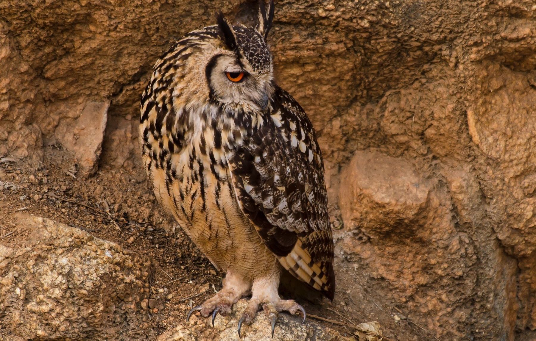Indian Eagle-Owl on a rocky outcrop with orange eyes.