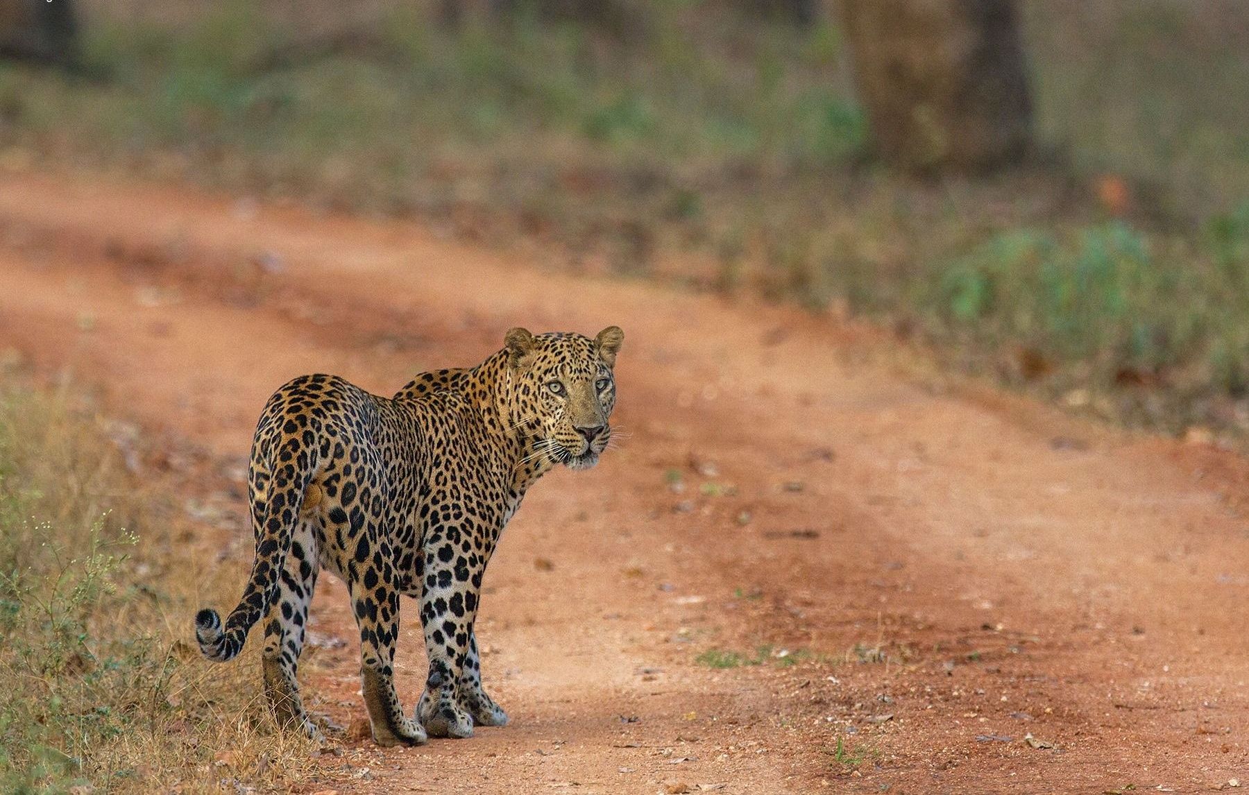 Leopard on a dirt road in the Kabini forest.