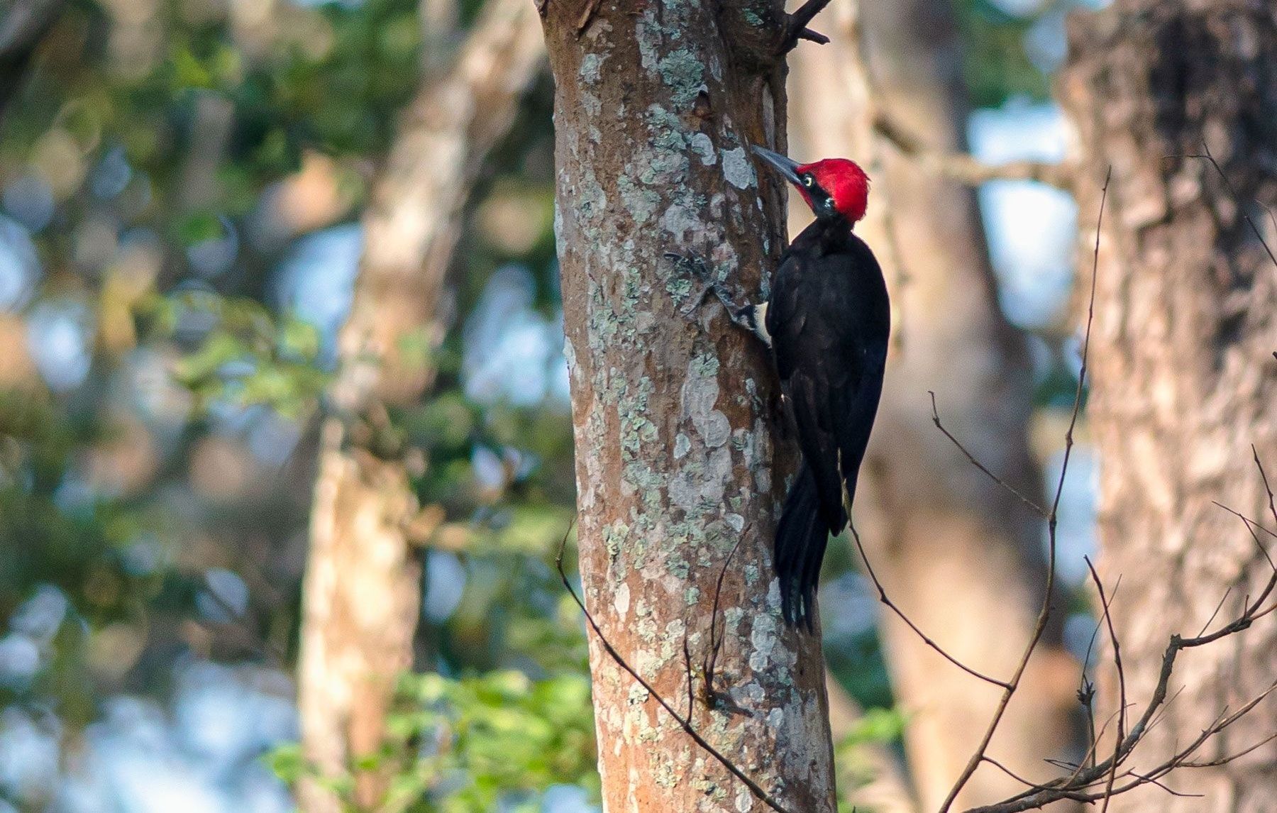 White-bellied Woodpecker on a tree trunk, red crest.