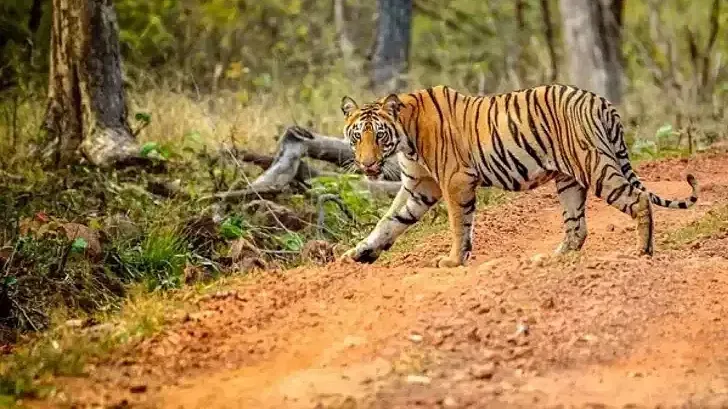 Tiger Safari Park Plaza Ludhiana Business Hotels in Ludhiana