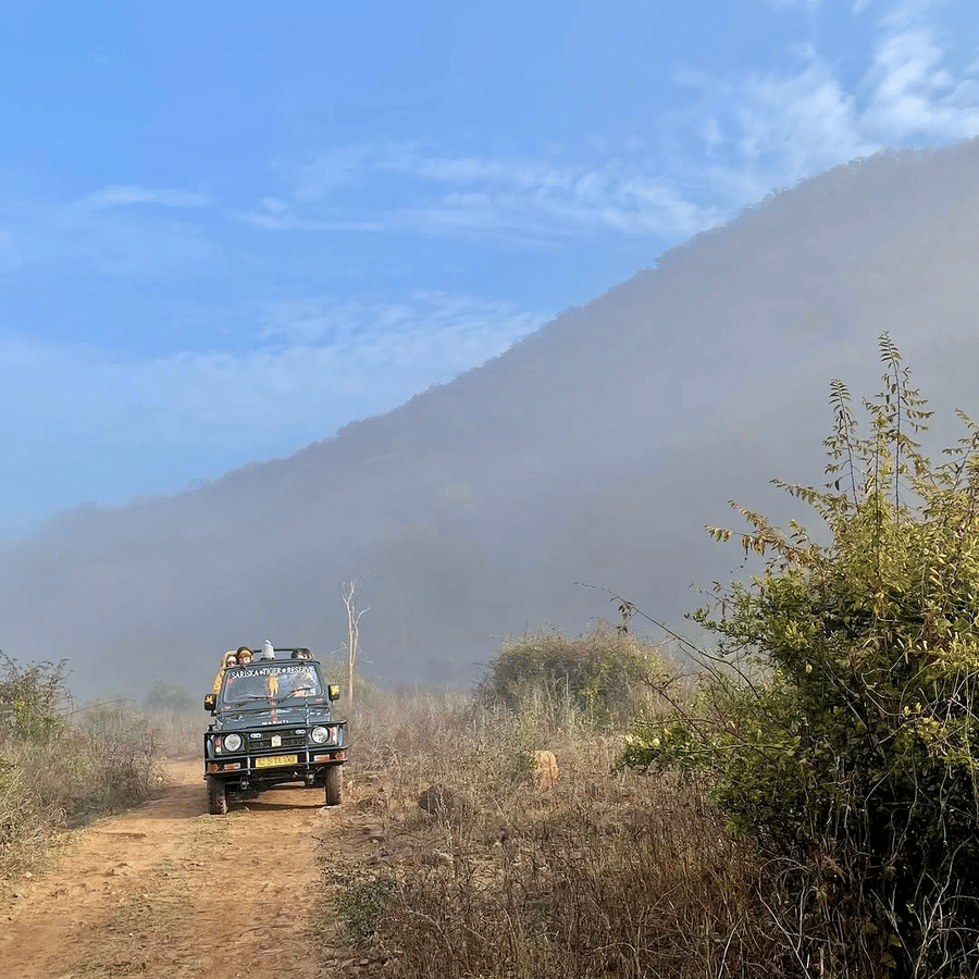 Sariska Safari - Guest Experience -2