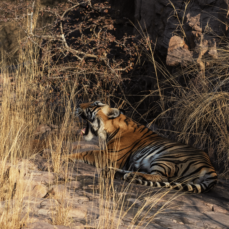 Wildlife Safari at Sariska Tiger Reserve-Surya Bagh Ajabgarh-Sariska