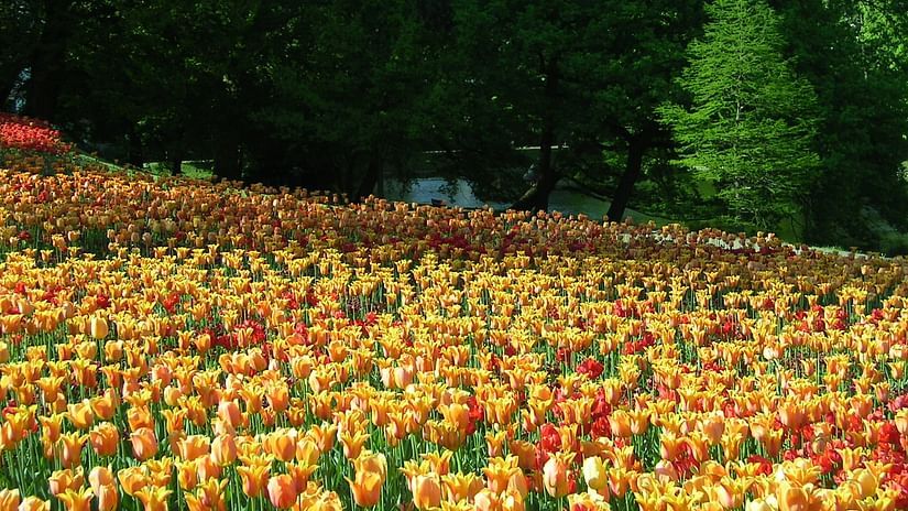 Nehru Rose Garden Park Plaza Ludhiana