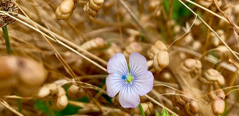 A small flower with delicate petals and a center stands amongst dry grasses and seed pods.