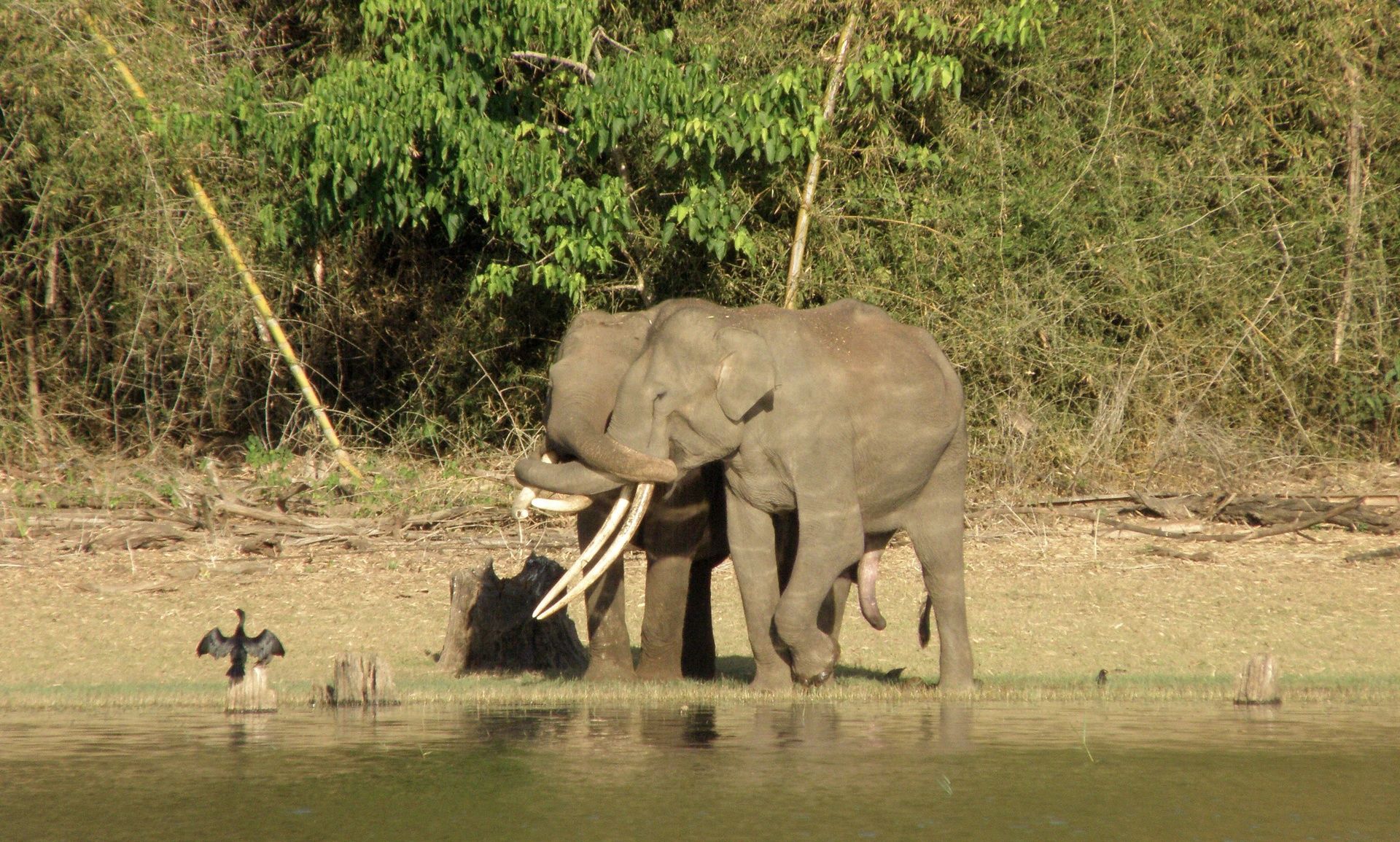 Two elephants by water in a lush green Kabini forest.