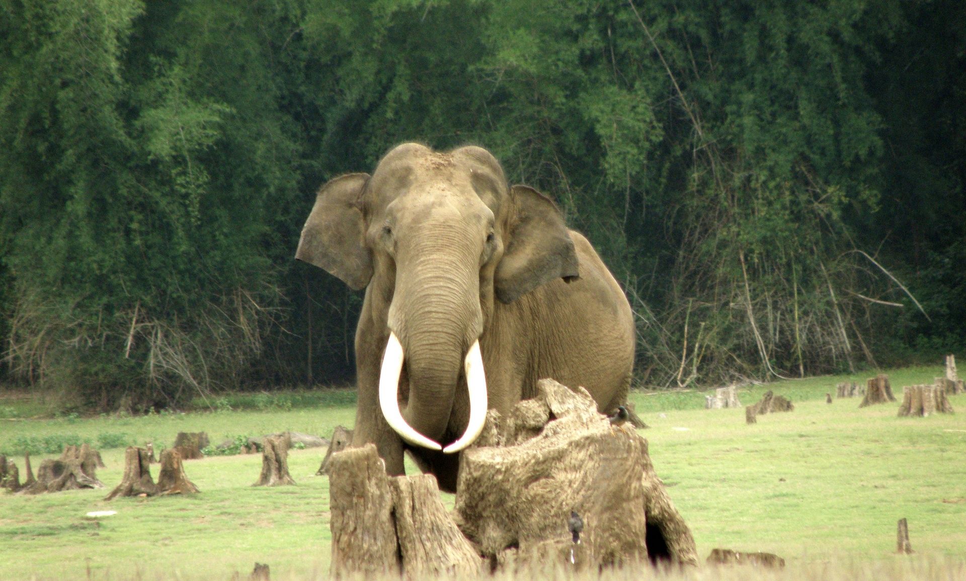 Majestic elephant with large tusks in a forest.