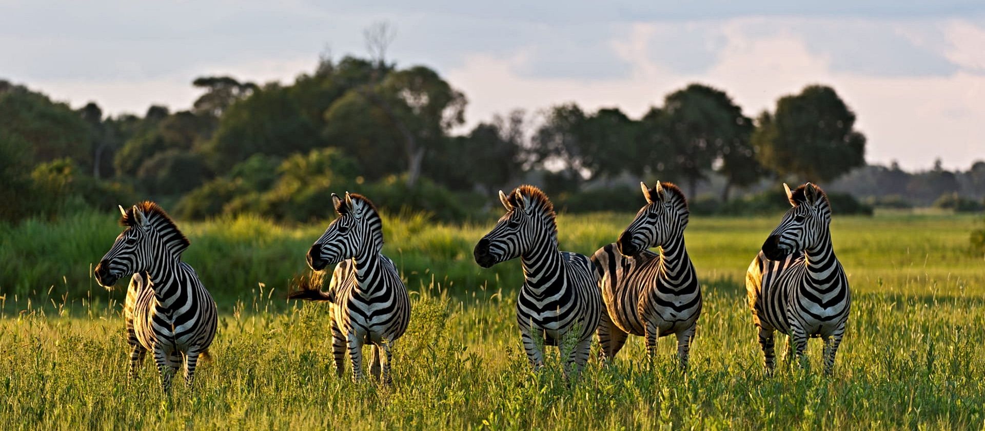 zebras