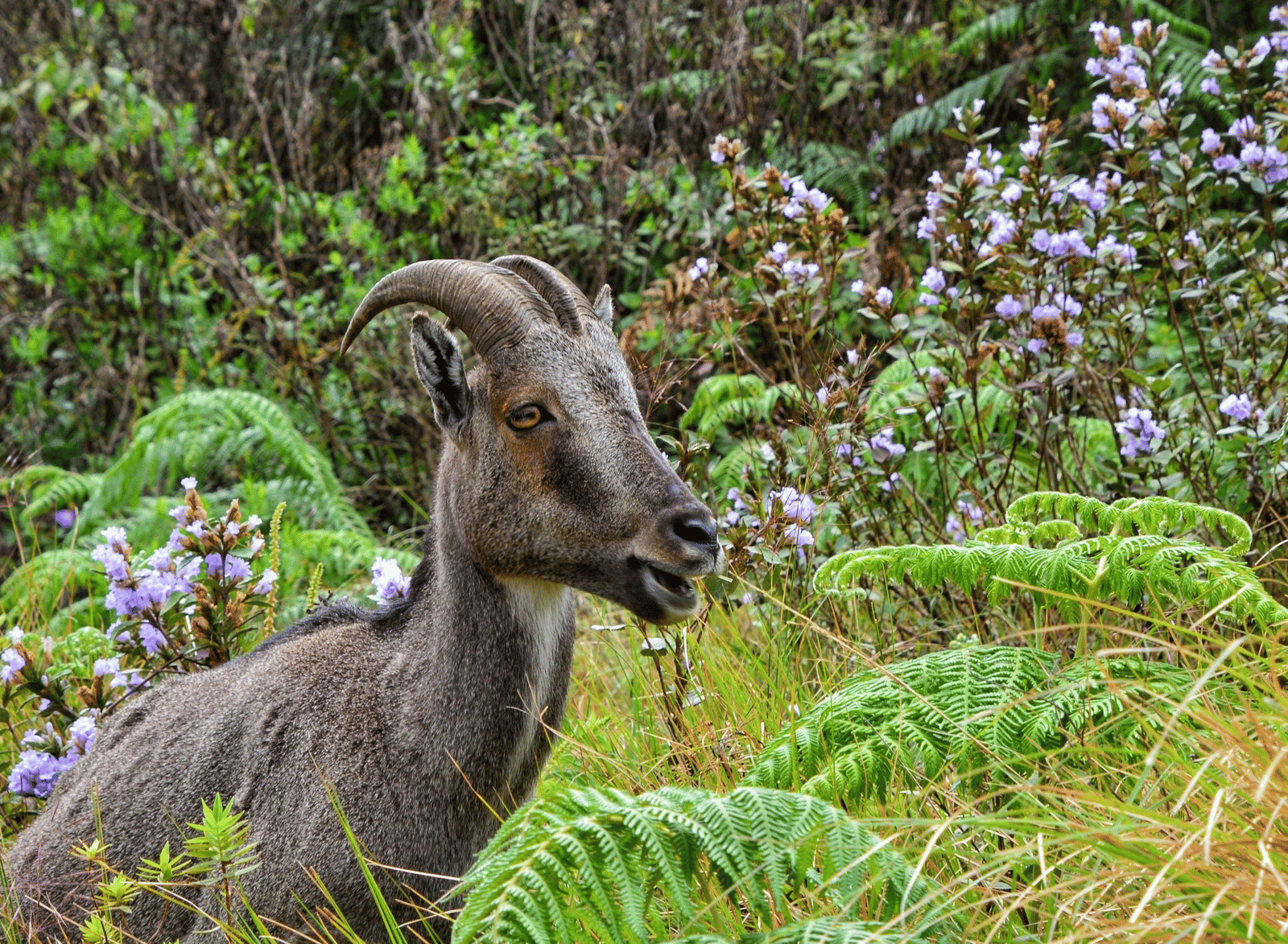 Neelakurinji-Eravikulam-National-Park-2