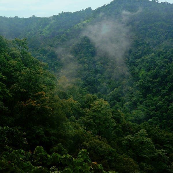Verdant forested hills shrouded in light mist, showcasing the rich biodiversity of the Western Ghats.