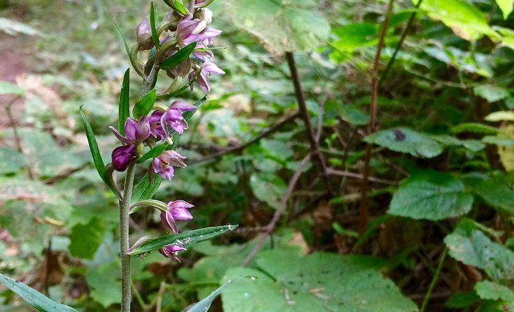 A flowering plant growing among green foliage.