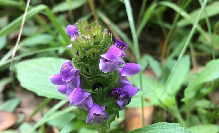 A close-up of a small flower with textured leaves.