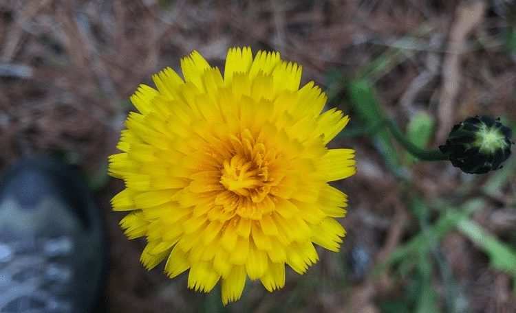 A single flower in full bloom with a blurred background.