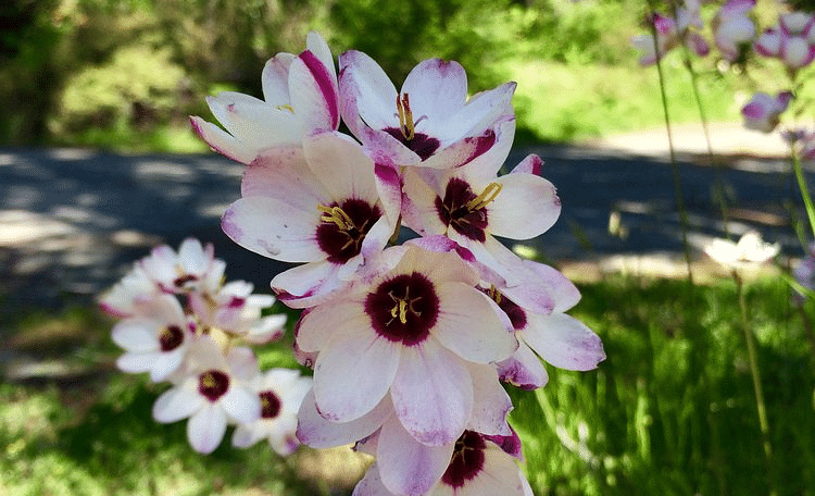 A detailed view of a flower with intricate petal patterns.
