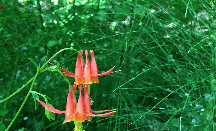 A vibrant flower standing out against lush greenery.