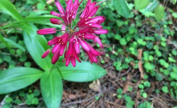 A striking flower growing in a shaded garden area.