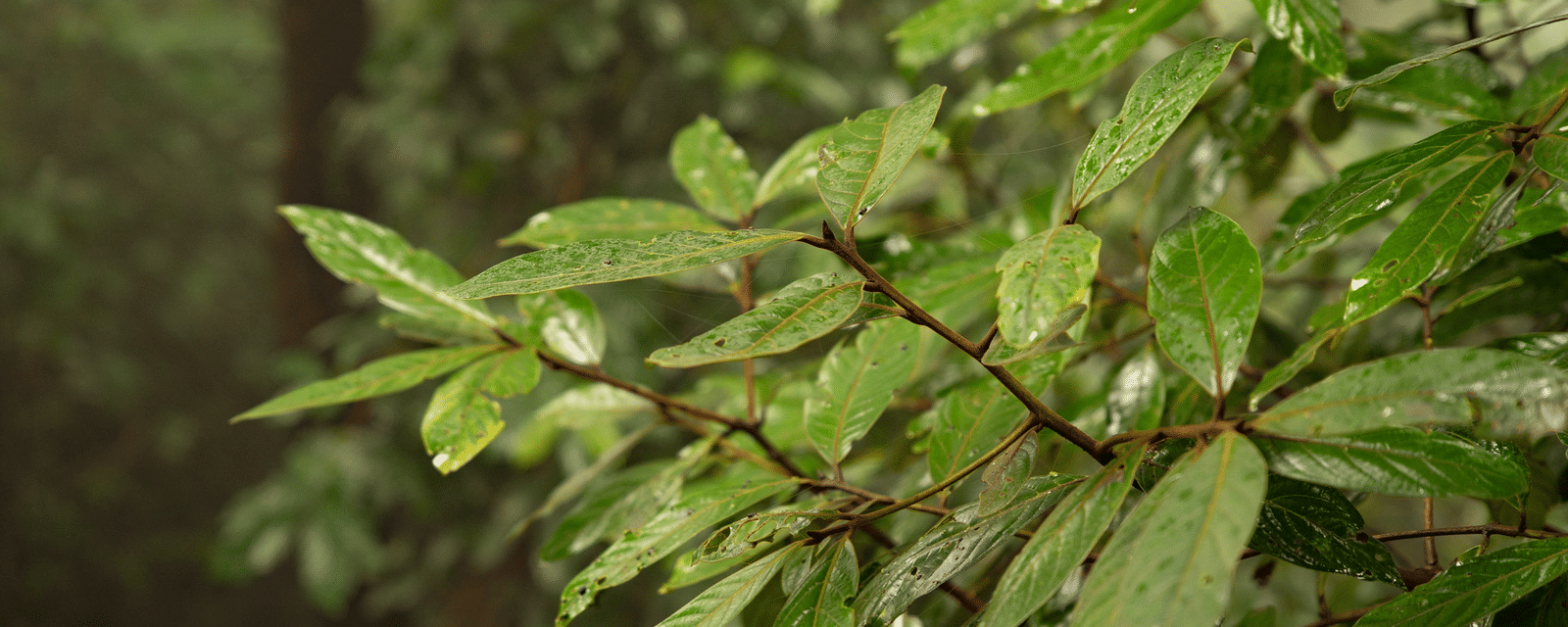 A close-up of the lush, green foliage in the mature garden at Stanley Revelation, glistening with raindrops.