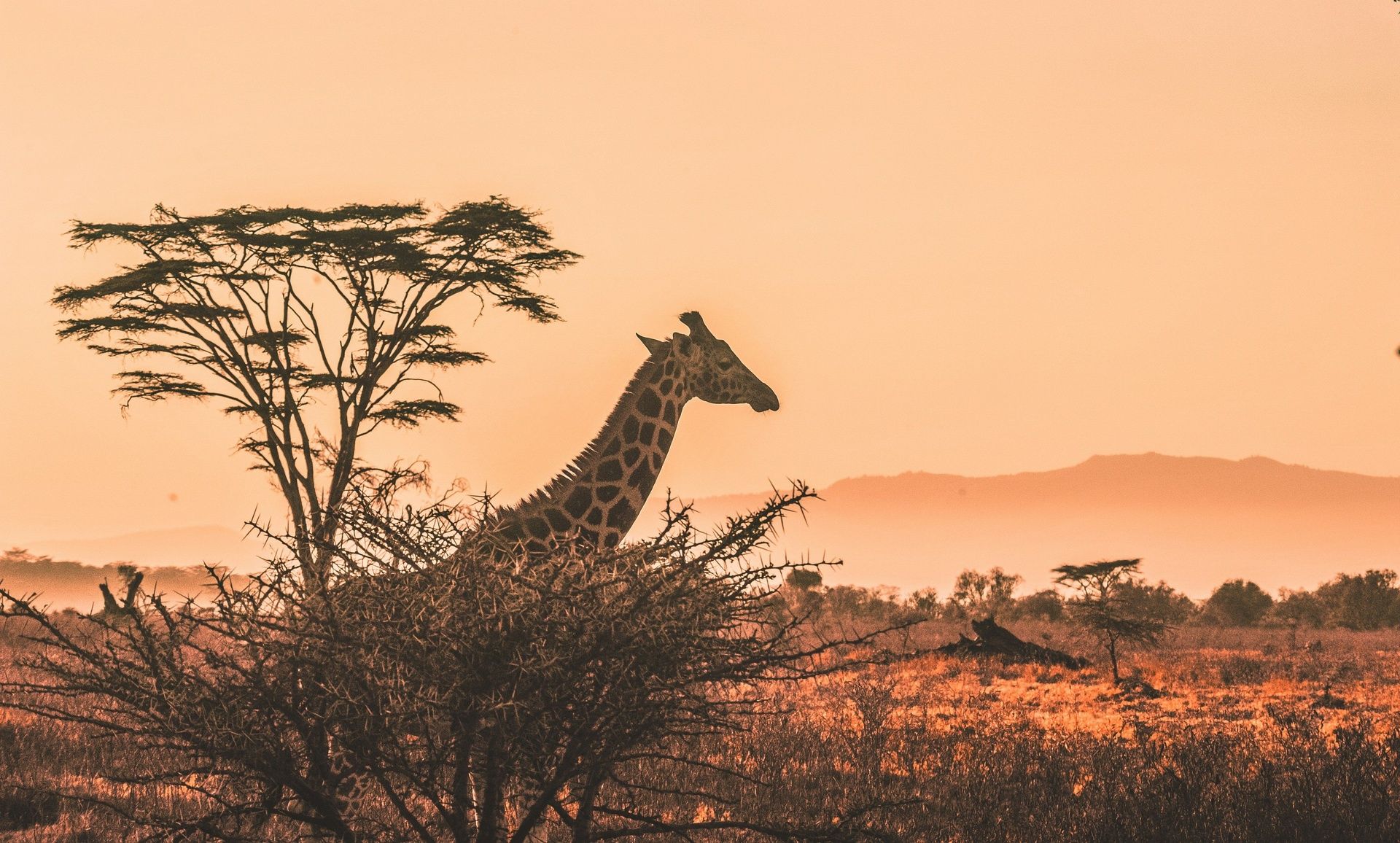 Giraffe in a golden savanna at sunset.