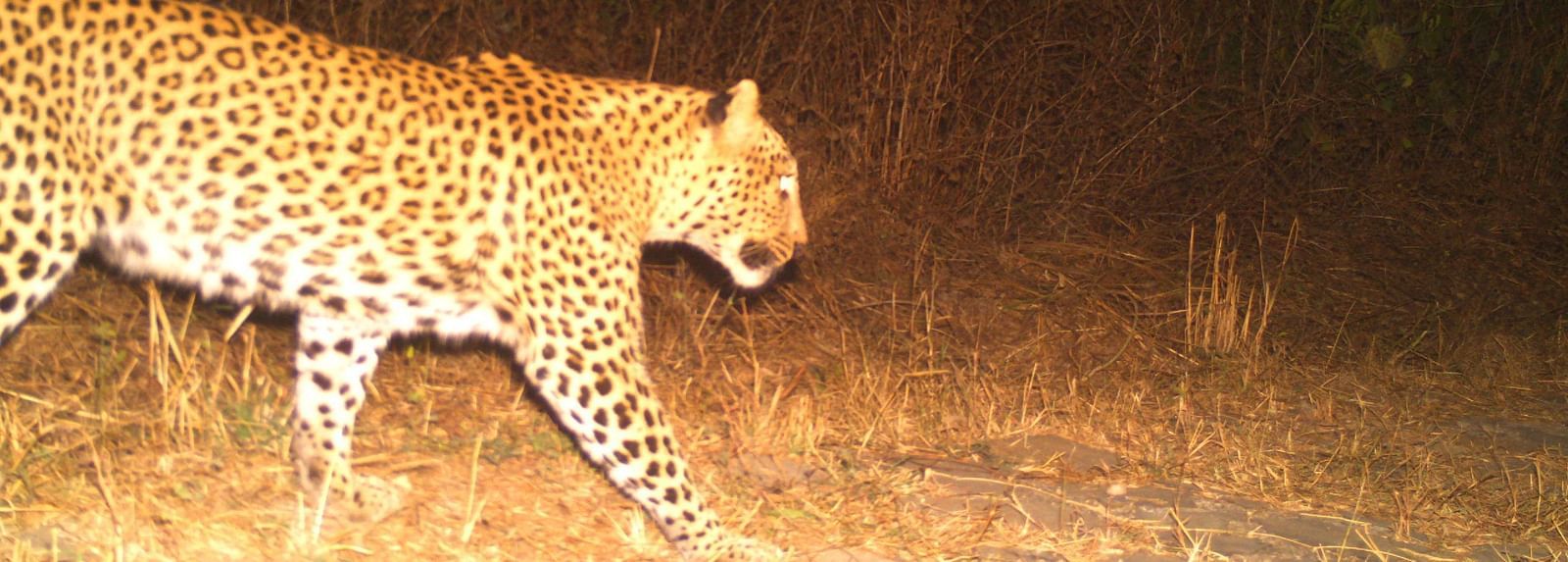 An Indian Leopard passing in its natural forest habitat in the night.