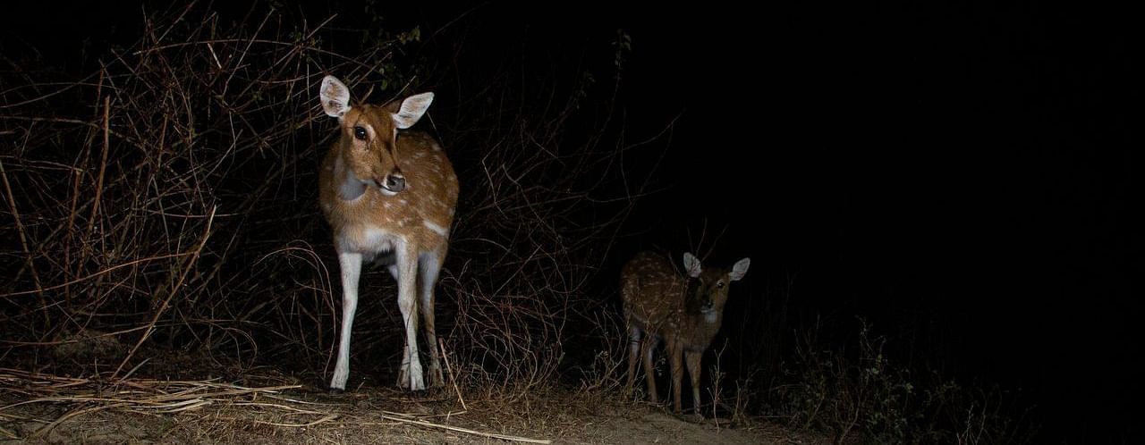 An image featuring two deers standing in the dark, captured in the night.