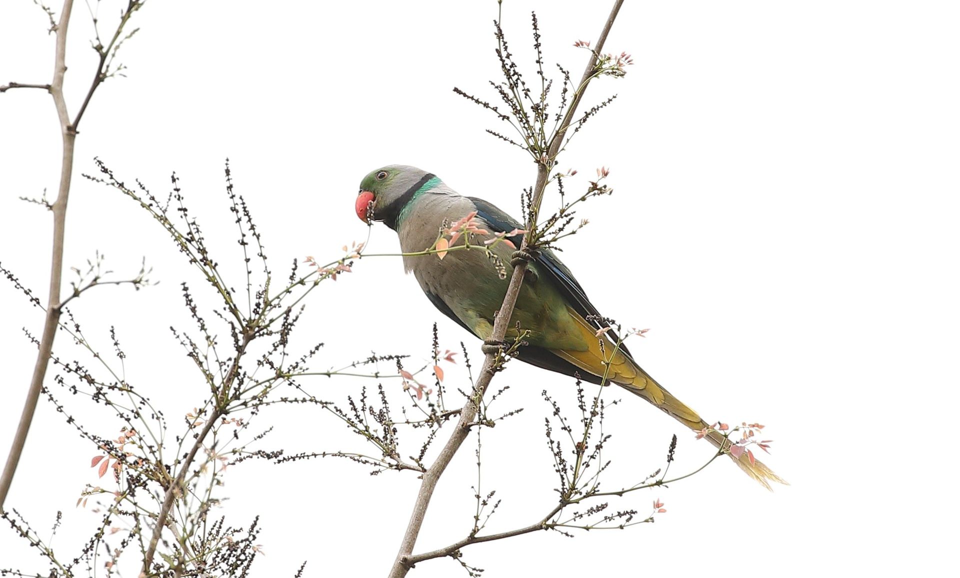 Malabar Parakeet on a branch with a red beak.