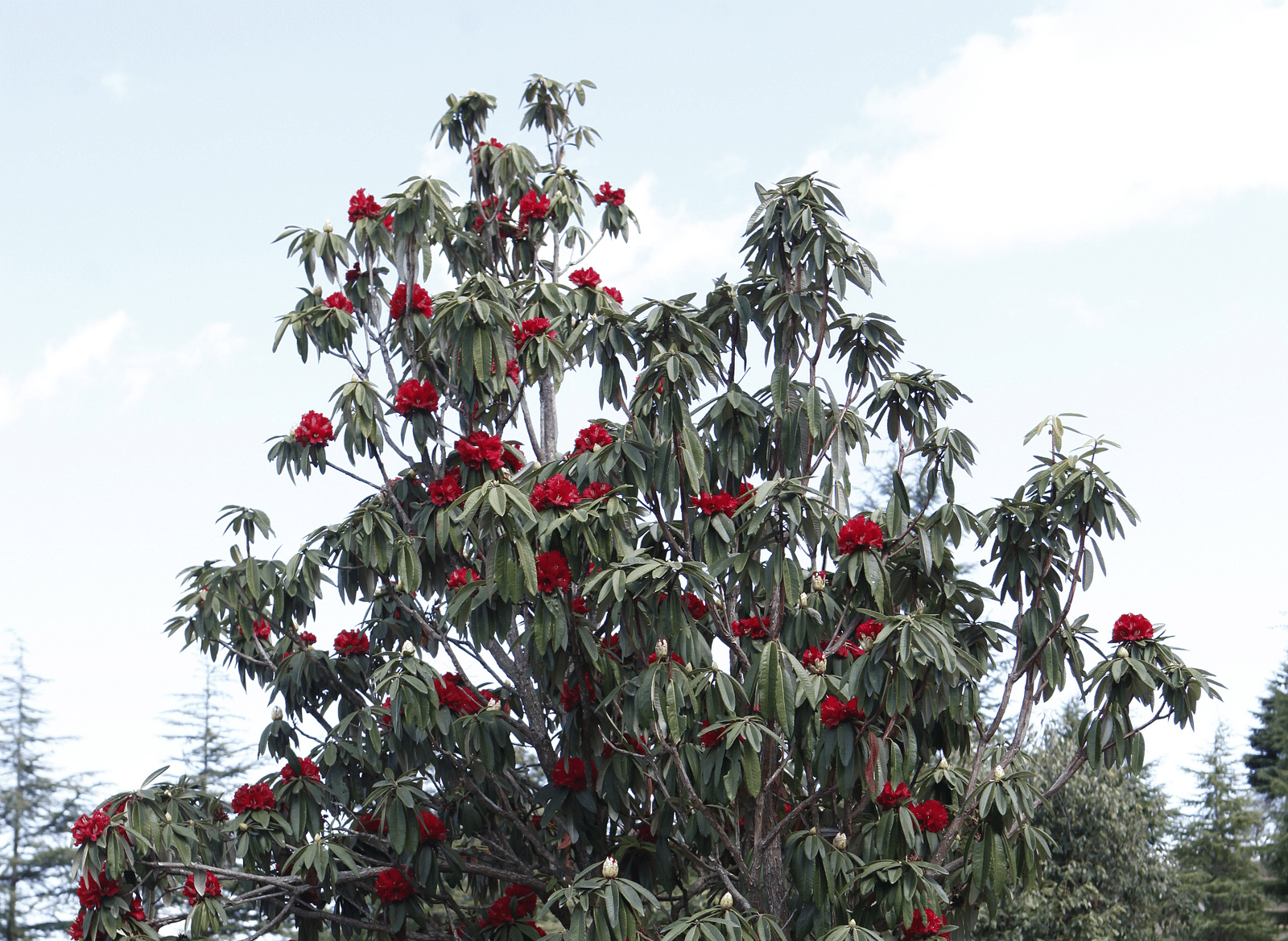 A blooming tree with vivid flowers in a serene garden - BluSalzz Escapade - Anant Rasa Resort