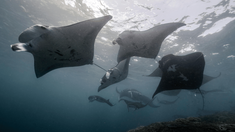 Several large manta rays glide gracefully through the dark water near the ocean's surface.