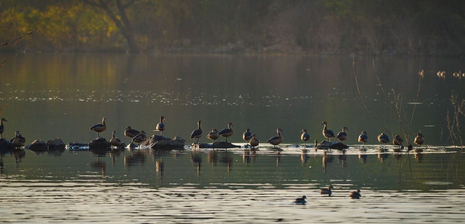 image of a flock of ducks swimming together in a lake