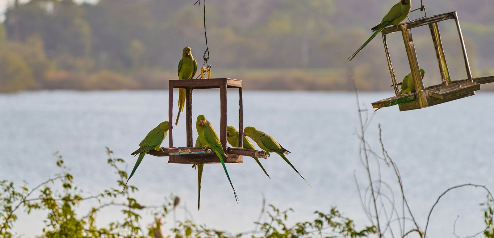 image of a lot of parrots sitting over hanging lanterns with a serene lake in the background