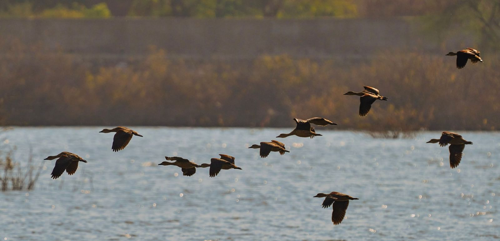 image of a flock of birds flying away over a lake