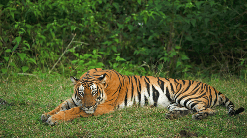 an image of a tiger laying on a carpeted grass