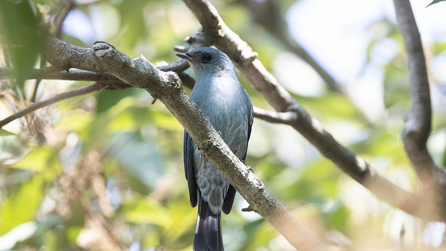 A close-up photo of a bird perched on a tree branch, captured in the day light.