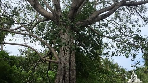 Bodhi tree in Theosophical Society
