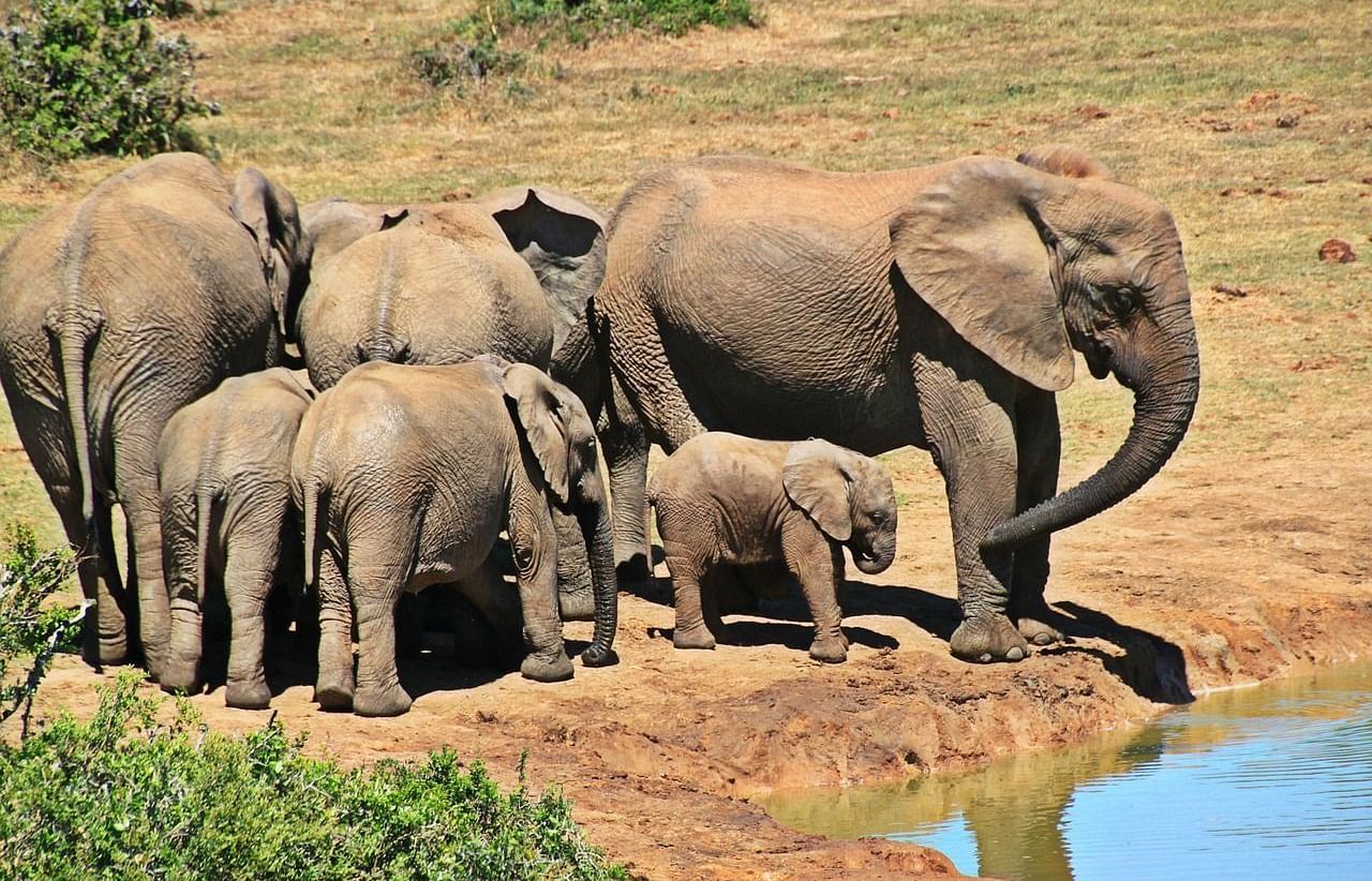 Safaris at Rajaji National Park in Haridwar provide an exciting chance to explore diverse wildlife and beautiful landscapes