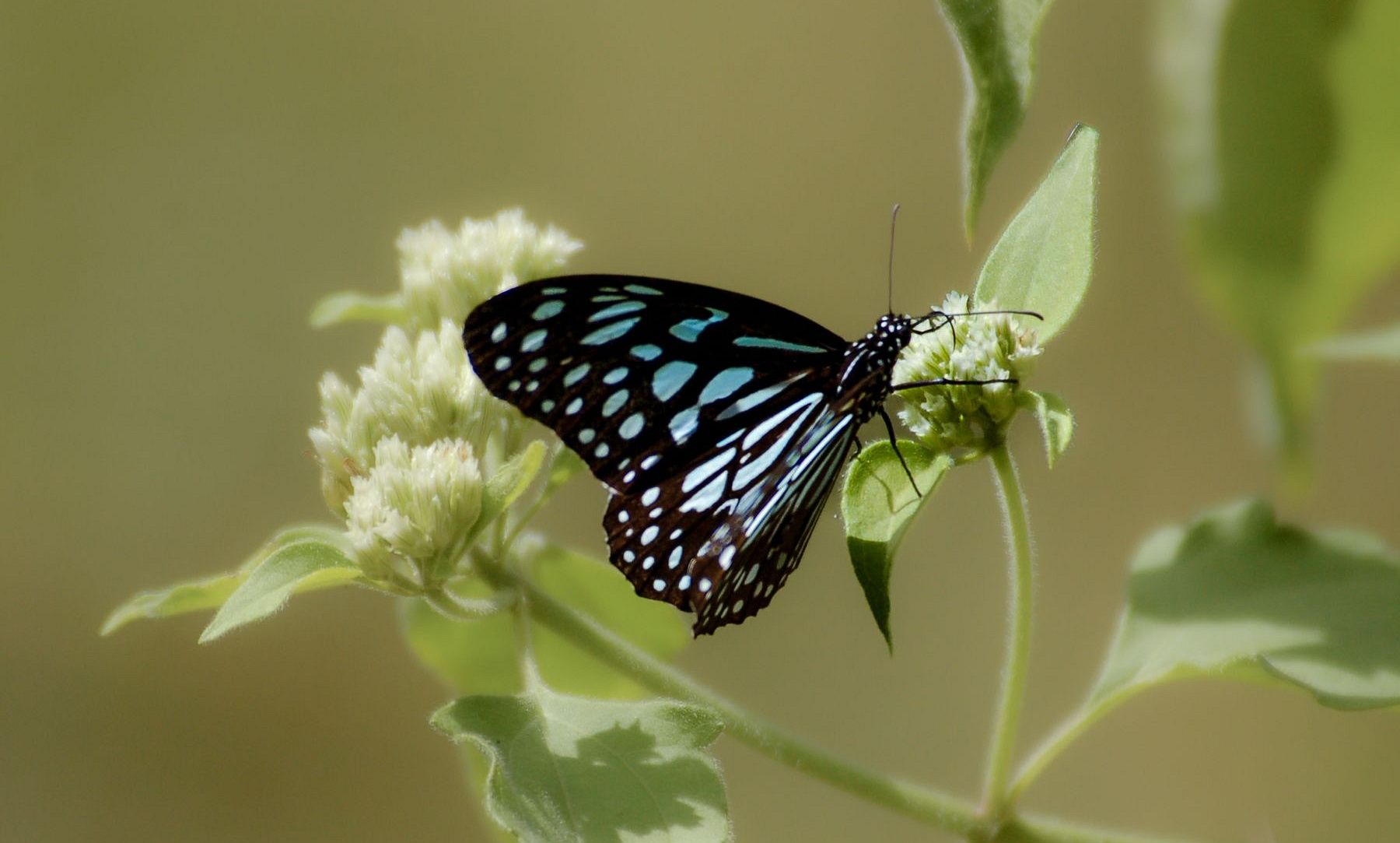 Coorg On The Wing Dark Blue Tiger
