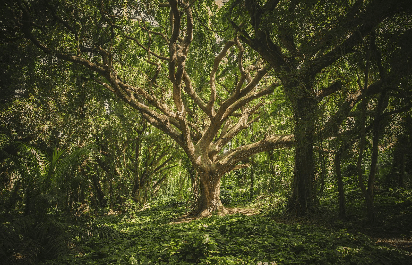 An image of a dense forest with huge trees and strong branches spreading out | Avalon Cottages, Kanatal