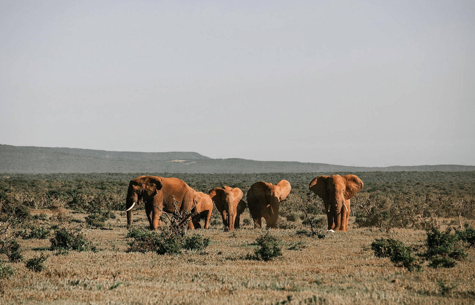 Elephants roaming in a vast green forest, surrounded by short shrubs and grassy mountains in the vicinity