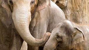 Hotel Ratnawali, Jaipur Jaipur Elephants-OregonZoo nmjqdi