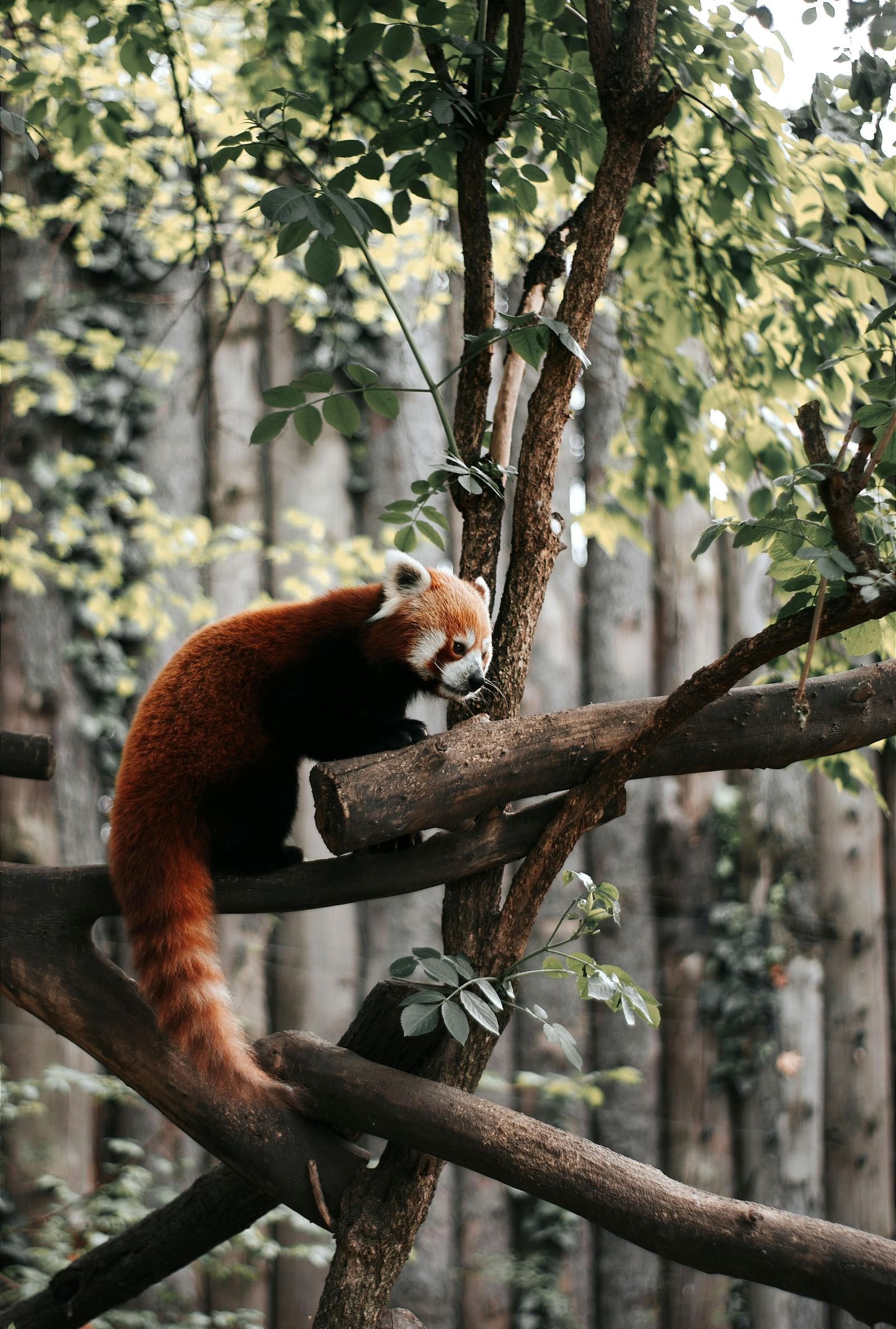 A red panda perched high on a tree branch in the forest.