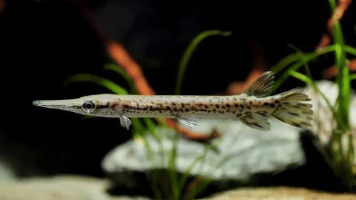 A long, slender Mini Alligator Gar fish with a needle-like snout and spotted scales resting near the aquarium floor.