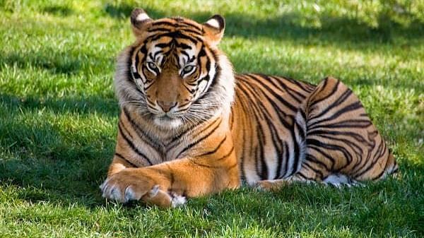 Tiger relaxing on grass