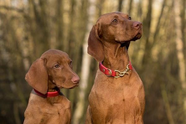 Two canines, one seated and one standing, both wearing neck adornments, are positioned outdoors against a blurred backdrop.