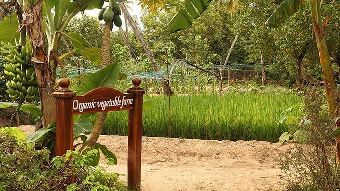 abad-turtle-organic-vegetable-farm