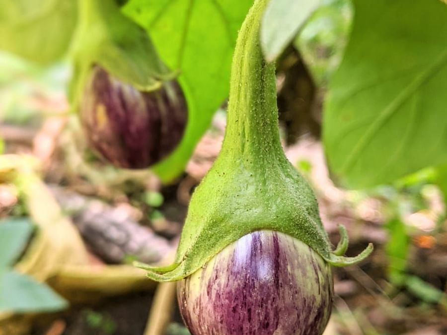 alt-text brinjal