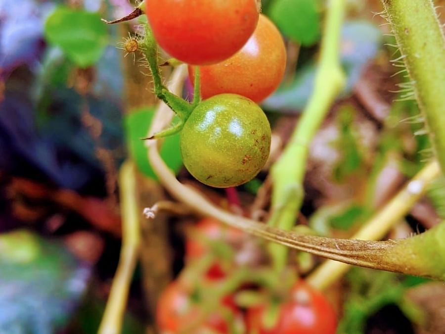 alt-text tomato