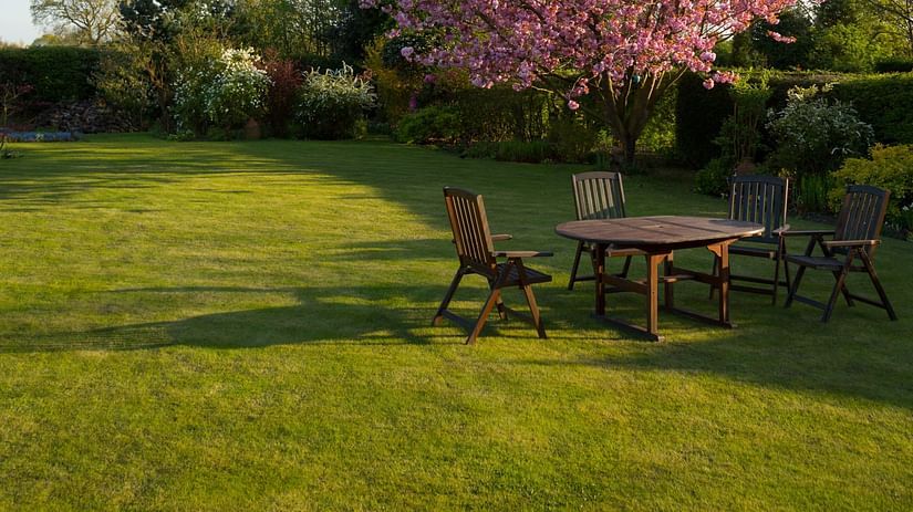 Image of a garden with beautiful cherry blossm tree and chairs