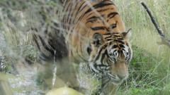 a tiger walking on tall grass