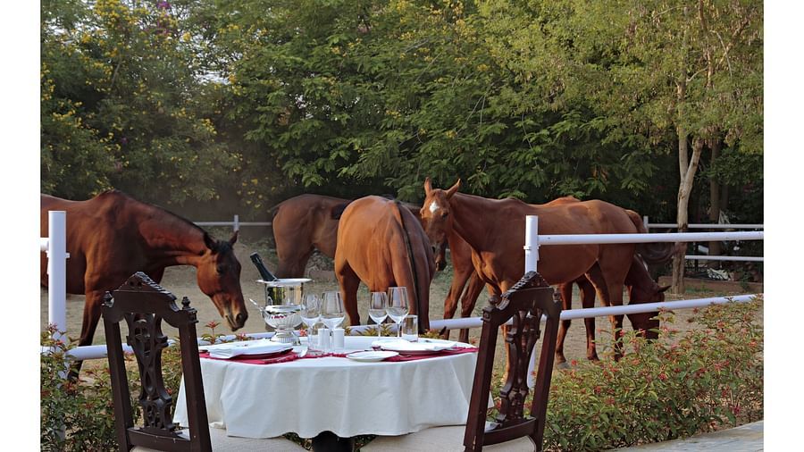 Horses stand beside a beautifully set outdoor dining table in a tranquil garden setting - Khas Bagh, Jaipur.